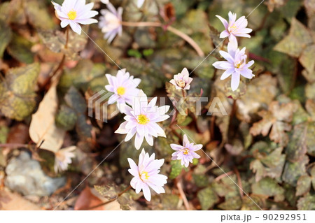 ユキワリイチゲの花 90292951