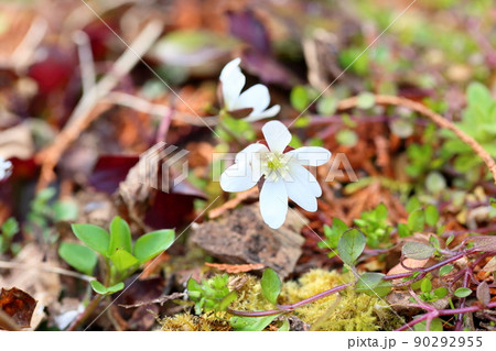 オオミスミソウの花 オオミスミソウの花 90292955