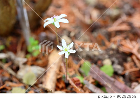 オオミスミソウの花 オオミスミソウの花 90292958