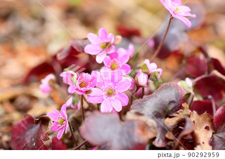 オオミスミソウの花 オオミスミソウの花 90292959