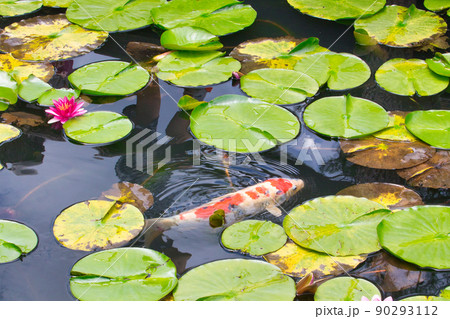 錦鯉と睡蓮 90293112