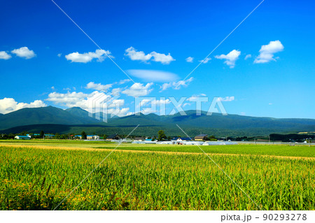 夏の北海道イメージ　一面に広がるトウモロコシ畑 90293278