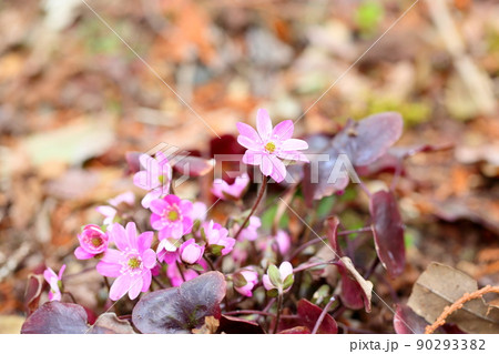 オオミスミソウの花 オオミスミソウの花 90293382