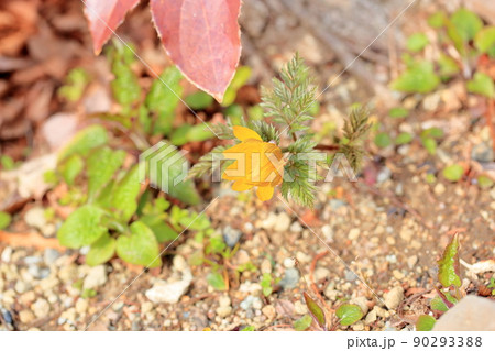 福寿草の花 90293388