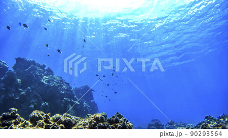 沖縄 渡嘉敷島の水中写真 沖縄 渡嘉敷島の水中写真 90293564