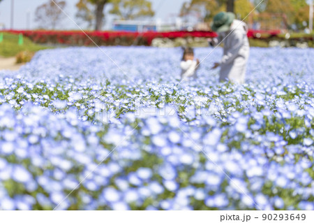 ひまわりの丘公園のネモフィラ ひまわりの丘公園のネモフィラ 90293649