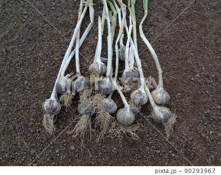 ニンニク栽培の失敗 90293967
