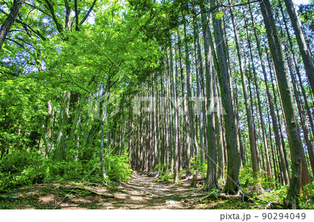 東京都　都立高尾陣場自然公園　景信山への登山道 90294049