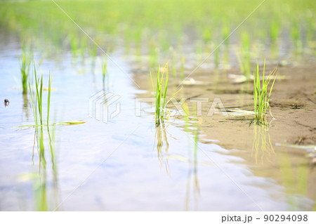 田んぼの稲 90294098