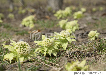 ふきのとう 90294240