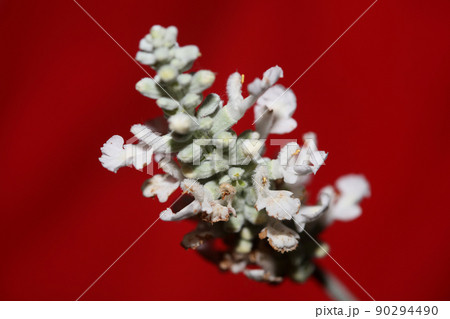 Flower blossom salvia divinorum family lamiaceae close up botanical background high quality big size print home decor agricultural psychoactive flowers 90294490