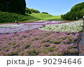 芝桜 90294646