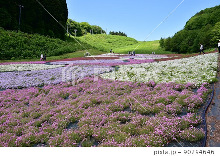 芝桜 芝桜 90294646