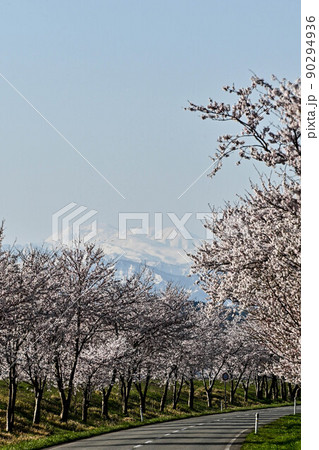 河北潟干拓地の桜並木 90294936