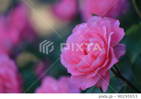 美しい花園に咲く一凛のピンクの薔薇 美しい花園に咲く一凛のピンクの薔薇 90295053