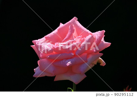 可憐なバラの花 90295112