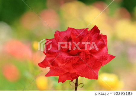 彩のある背景に一凛の真っ赤な薔薇 90295192
