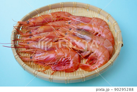 ボタンエビ 90295288