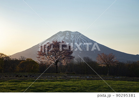 一本桜と羊蹄山 一本桜と羊蹄山 90295381