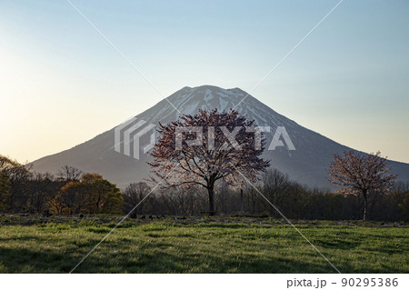 一本桜と羊蹄山 一本桜と羊蹄山 90295386