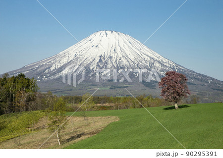 一本桜と羊蹄山 90295391