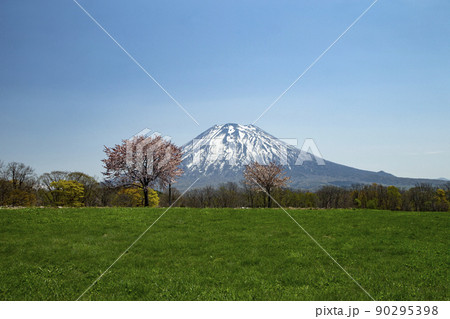 一本桜と羊蹄山 90295398