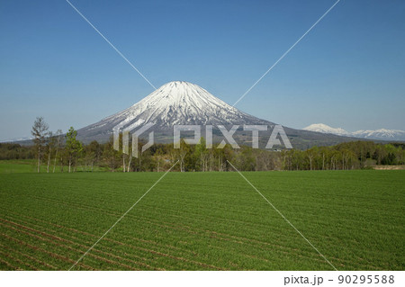 桜と羊蹄山 90295588