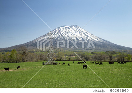 黒牛と羊蹄山 黒牛と羊蹄山 90295649
