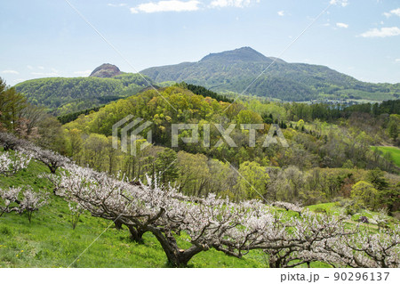 梅林と洞爺湖 梅林と洞爺湖 90296137
