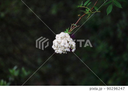新緑と白い花 背景画にお薦め ナナカマドの花 新緑と白い花 背景画にお薦め ナナカマドの花 90296247