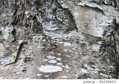 ダケカンバの樹皮 ウダイカンバ ダケカンバの樹皮 ウダイカンバ 90296603