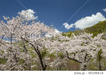 洞爺湖畔の桜 90296618