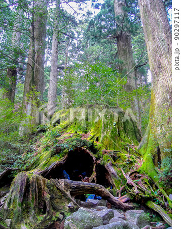 屋久島　世界遺産　ウィルソン株 90297117