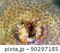 ニシキカンザシヤドカリ 90297185