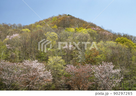 新緑と山桜 90297265