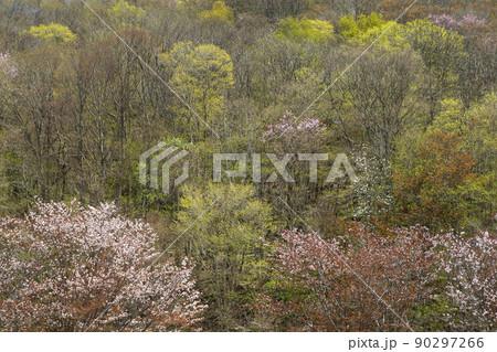 新緑と山桜 新緑と山桜 90297266