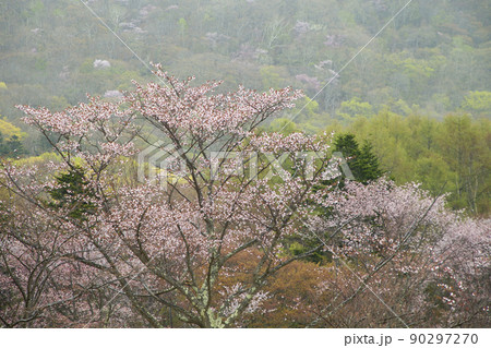 新緑と山桜 90297270