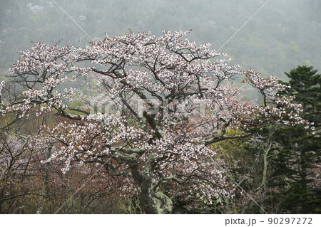 新緑と山桜 新緑と山桜 90297272