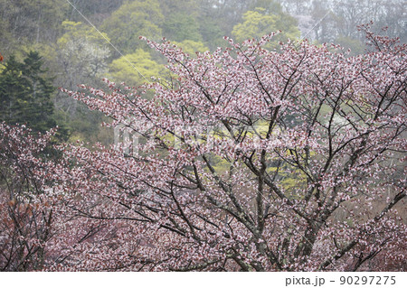 新緑と山桜 新緑と山桜 90297275