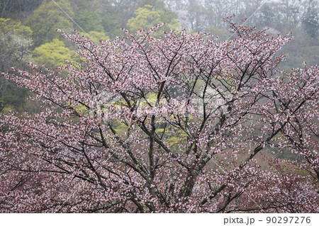 新緑と山桜 新緑と山桜 90297276