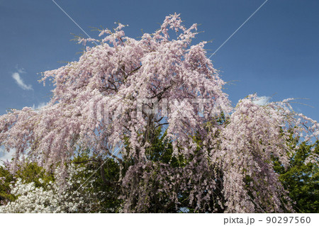満開の桜 90297560