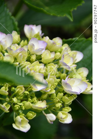 紫陽花 アジサイ 紫陽花 アジサイ 90297747