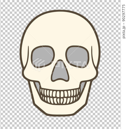 Skull, skull, human head bone, cream Skull, skull, human head bone, cream 90297775