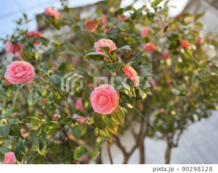 オトメツバキ1 90298128