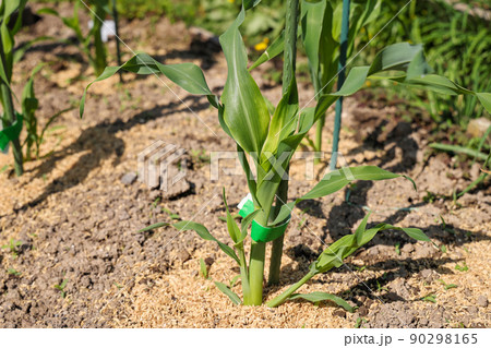 家庭菜園のトウモロコシ 90298165