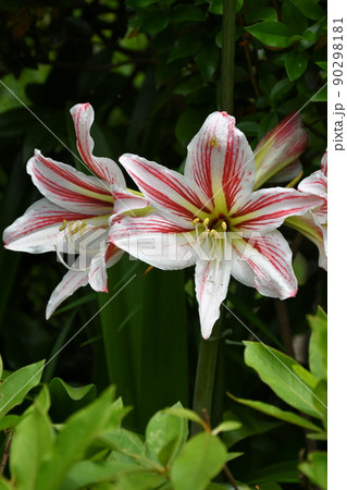 アマリリス 大輪の花 アマリリス 大輪の花 90298181