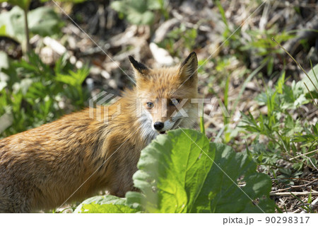 キタキツネ キタキツネ 90298317