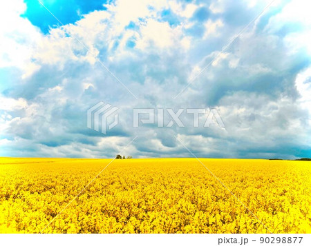 菜の花畑 90298877