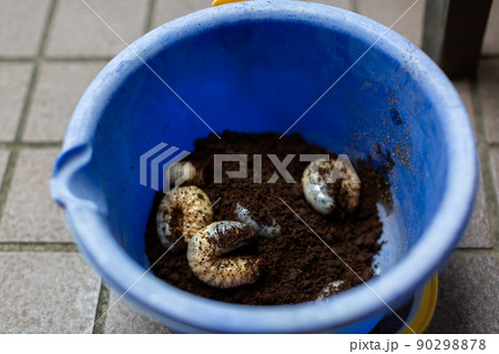 カブトムシの飼育　昆虫 90298878
