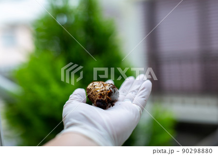 カブトムシの飼育　昆虫 90298880